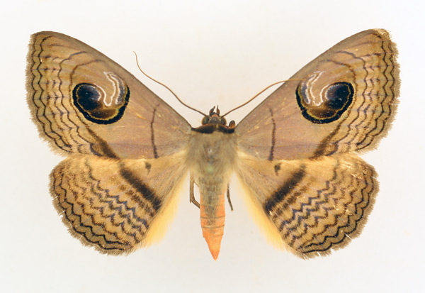 /filer/webapps/moths/media/images/G/glaucescens_Spirama_AM_TMSA_01.jpg