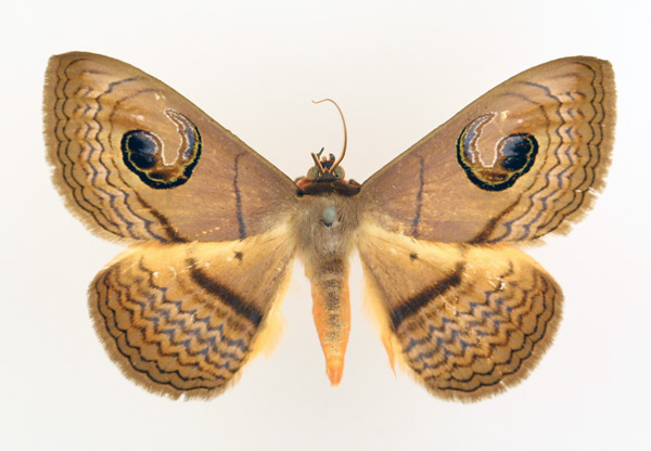 /filer/webapps/moths/media/images/G/glaucescens_Spirama_AM_TMSA_02.jpg