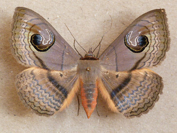 /filer/webapps/moths/media/images/G/glaucescens_Spirama_A_Butler.jpg