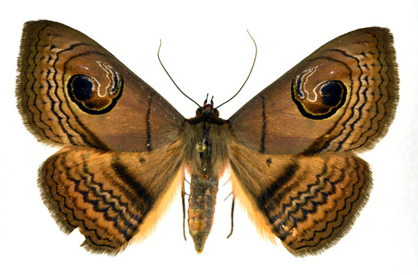 /filer/webapps/moths/media/images/G/glaucescens_Spirama_A_NHMO.jpg