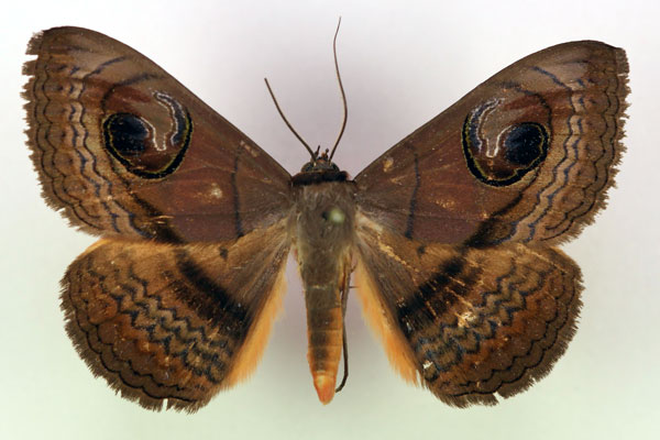 /filer/webapps/moths/media/images/G/glaucescens_Spirama_A_RMCA.jpg