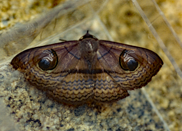 /filer/webapps/moths/media/images/G/glaucescens_Spirama_A_Roland_01.jpg