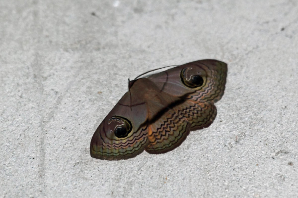 /filer/webapps/moths/media/images/G/glaucescens_Spirama_A_Voaden.jpg