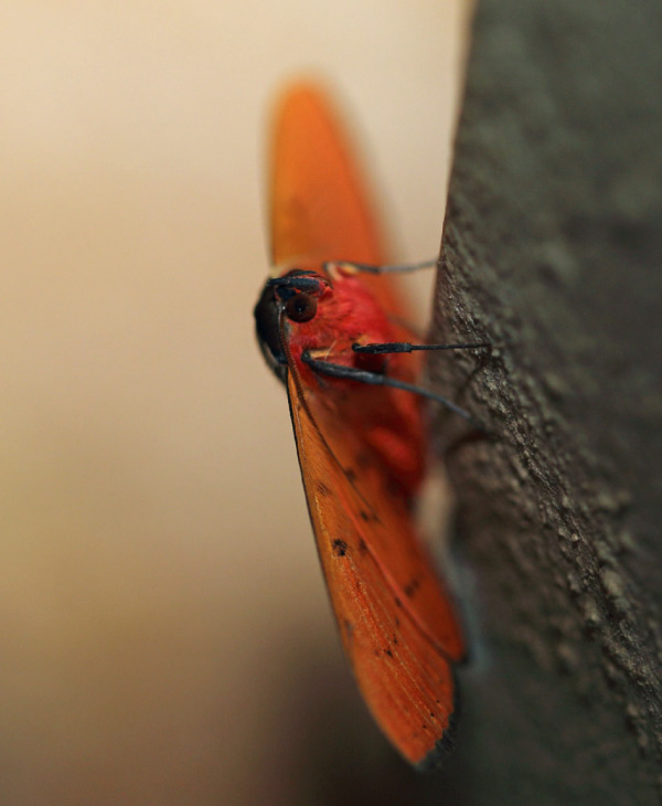 /filer/webapps/moths/media/images/G/glaucescens_Spirama_A_Voaden_02.jpg