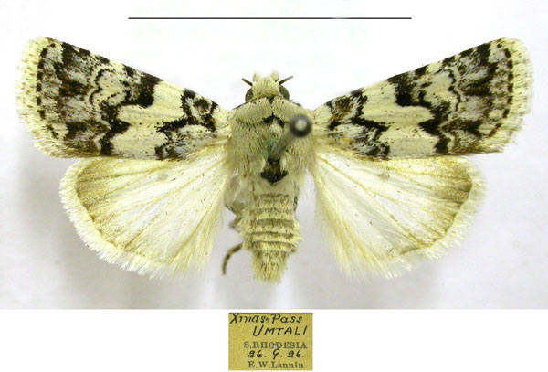 /filer/webapps/moths/media/images/G/glaucistis_Caradrina_AM_TMSA.jpg