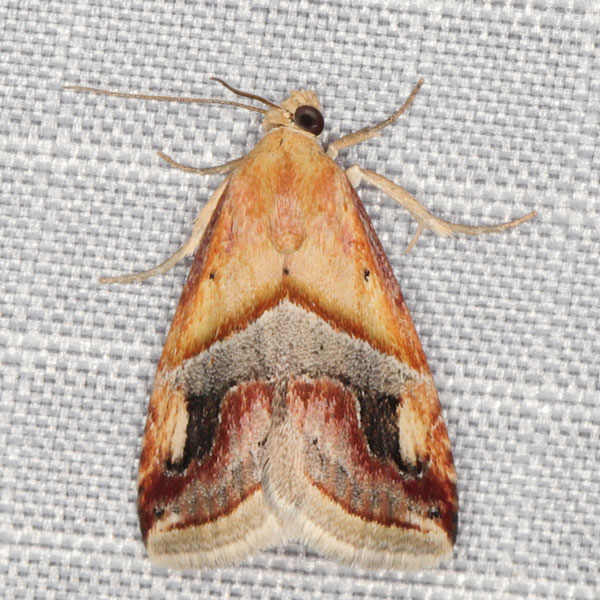 /filer/webapps/moths/media/images/G/glaucizona_Eublemma_A_Heyns_01.jpg