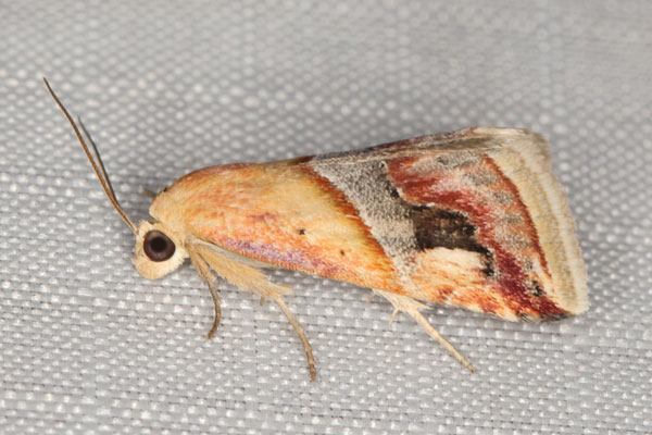 /filer/webapps/moths/media/images/G/glaucizona_Eublemma_A_Heyns_02.jpg