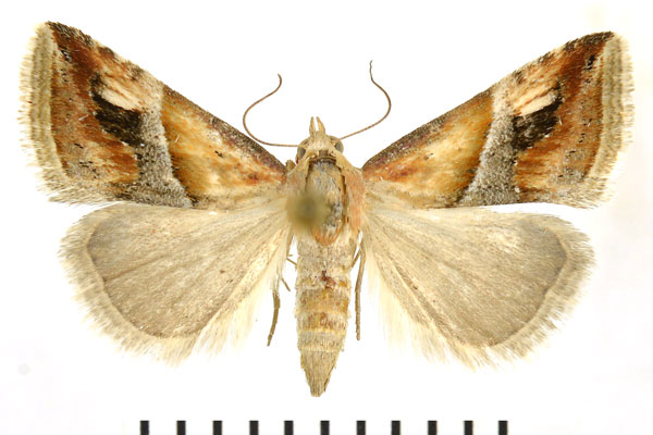 /filer/webapps/moths/media/images/G/glaucizona_Eublemma_A_NHMO.jpg