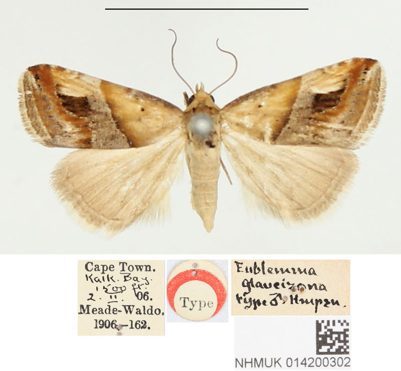 /filer/webapps/moths/media/images/G/glaucizona_Eublemma_HT_BMNH.jpg