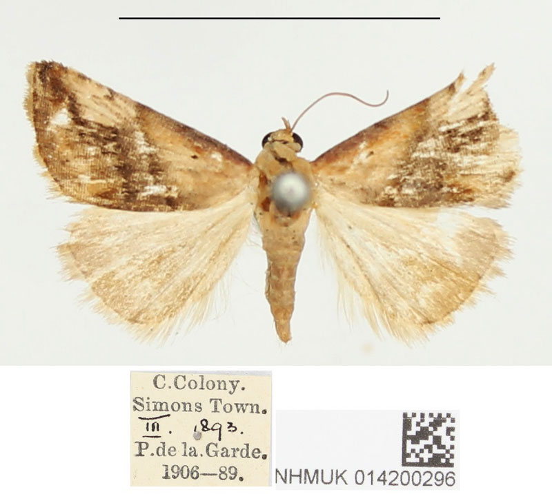 /filer/webapps/moths/media/images/G/glaucizona_Eublemma_PTM_BMNH.jpg