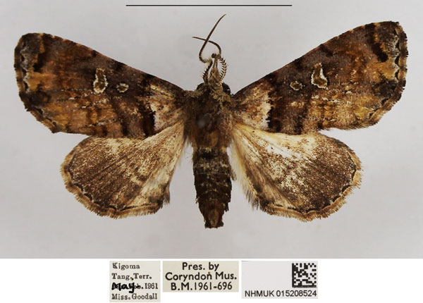 /filer/webapps/moths/media/images/G/glaucocycla_Eutelia_AM_NHMUK.jpg