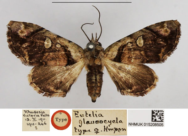 /filer/webapps/moths/media/images/G/glaucocycla_Eutelia_HT_NHMUK.jpg