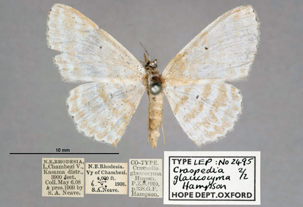 /filer/webapps/moths/media/images/G/glaucocyma_Craspedia_STF_OUMNH_01.jpg