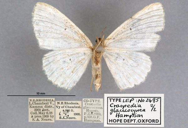 /filer/webapps/moths/media/images/G/glaucocyma_Craspedia_STF_OUMNH_02.jpg
