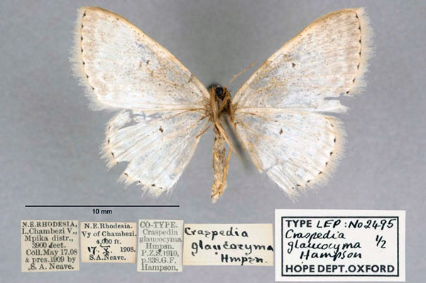 /filer/webapps/moths/media/images/G/glaucocyma_Craspedia_ST_OUMNH_02.jpg