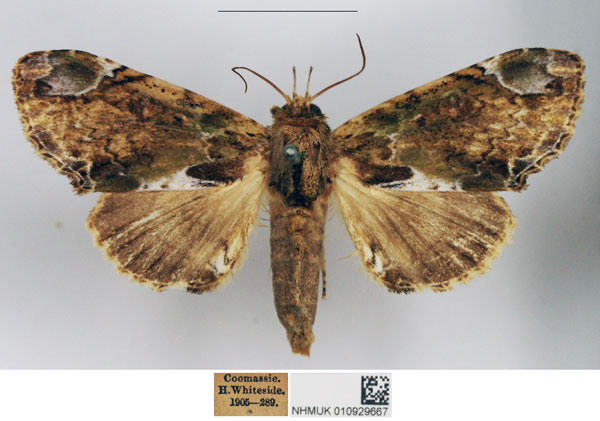 /filer/webapps/moths/media/images/G/glaucograpta_Gadirtha_STF_NHMUK.jpg