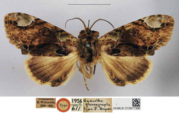 /filer/webapps/moths/media/images/G/glaucograpta_Gadirtha_STM_NHMUK.jpg