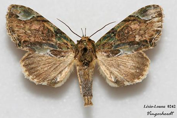 /filer/webapps/moths/media/images/G/glaucograpta_Iscadia_AM_Vingerhoedt.jpg
