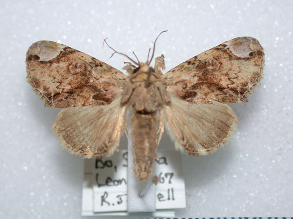 /filer/webapps/moths/media/images/G/glaucograpta_Iscadia_A_Revell.jpg