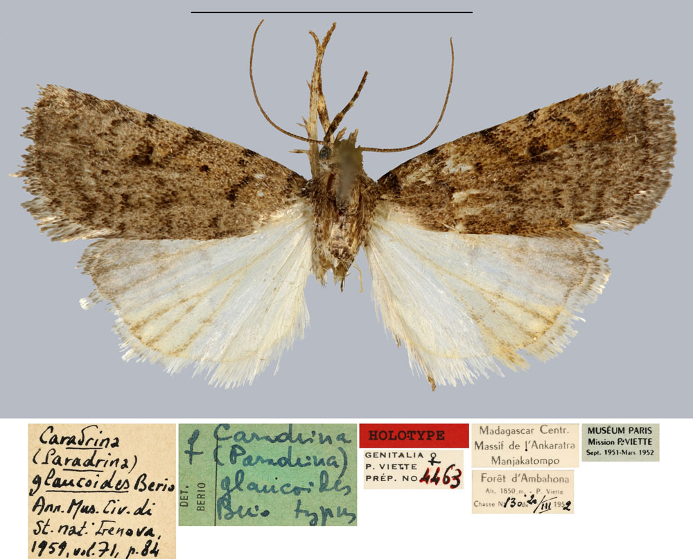 /filer/webapps/moths/media/images/G/glaucoides_Caradrina_HT_MNHN.jpg