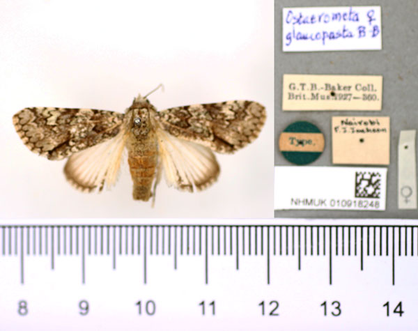 /filer/webapps/moths/media/images/G/glaucopasta_Ostacronycta_HT_BMNH.jpg