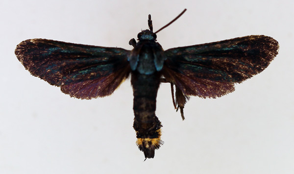 /filer/webapps/moths/media/images/G/glaucopiformis_Toosa_AF_TMSA.jpg