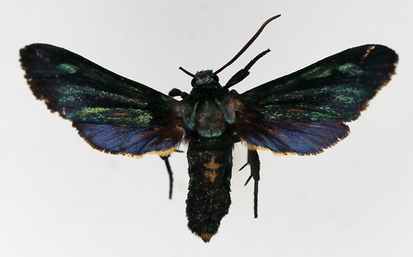 /filer/webapps/moths/media/images/G/glaucopiformis_Toosa_AM_TMSA.jpg