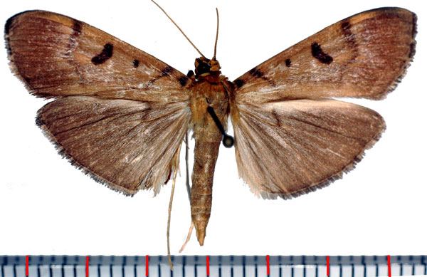 /filer/webapps/moths/media/images/G/glebalis_Syllepte_AM_Poltavsky.jpg