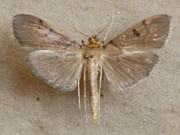 /filer/webapps/moths/media/images/G/glebalis_Syllepte_A_Butler.jpg