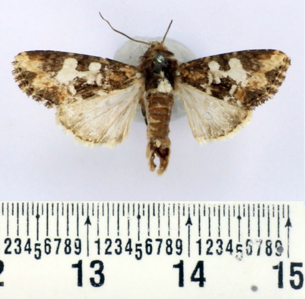 /filer/webapps/moths/media/images/G/glebosa_Saalmuellerana_AM_BMNH.jpg