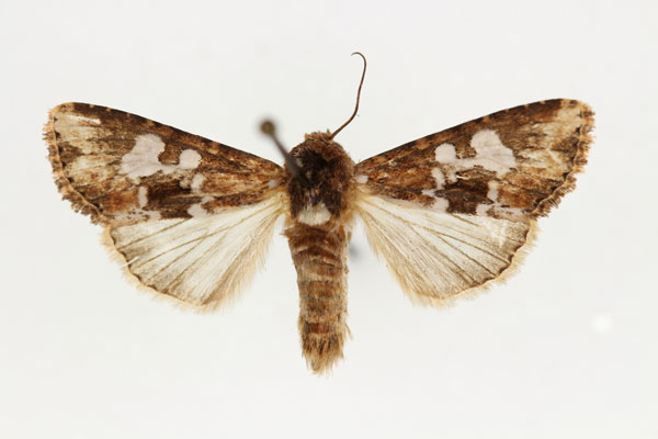/filer/webapps/moths/media/images/G/glebosa_Saalmuellerana_AM_RMCA.jpg