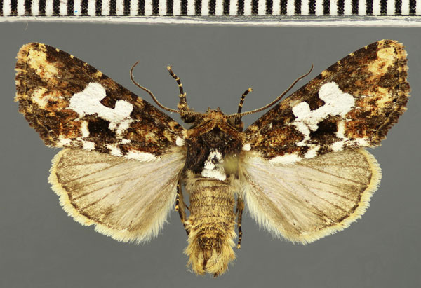 /filer/webapps/moths/media/images/G/glebosa_Saalmuellerana_AM_Stadie.jpg