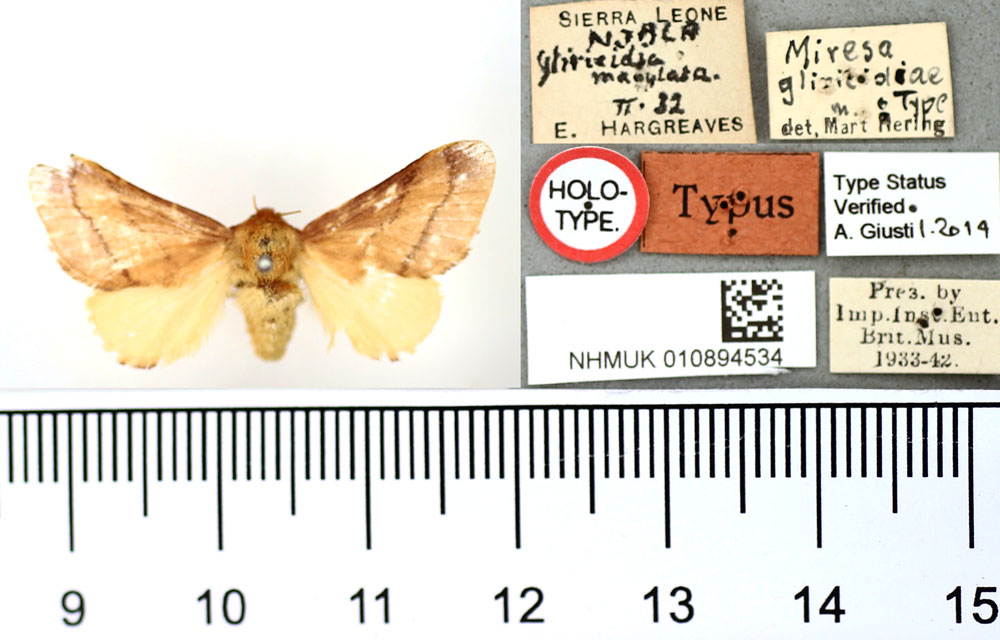 /filer/webapps/moths/media/images/G/gliricidiae_Miresa_HT_BMNH.jpg
