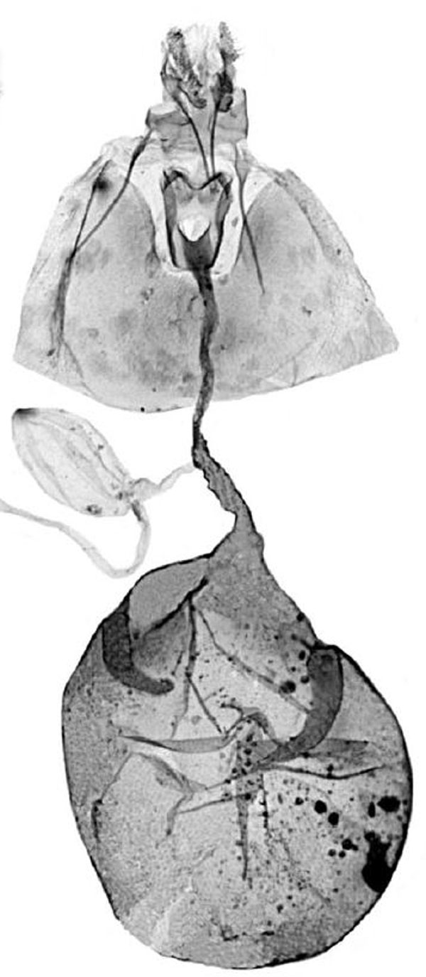 /filer/webapps/moths/media/images/G/globigera_Eudemis_GF_TMSA_16410.jpg