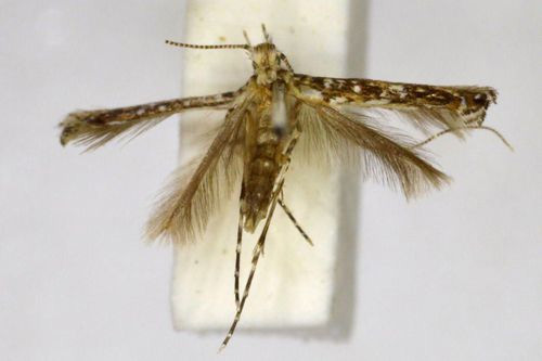 /filer/webapps/moths/media/images/G/globulifera_Conopobathra_PLT_BMNH.jpg