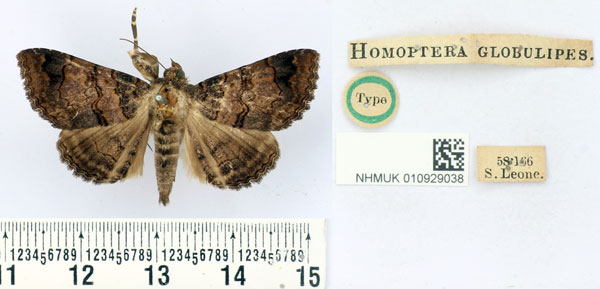 /filer/webapps/moths/media/images/G/globulipes_Homoptera_HT_BMNH.jpg