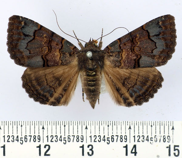 /filer/webapps/moths/media/images/G/globulipes_Lophotavia_AF_BMNH.jpg
