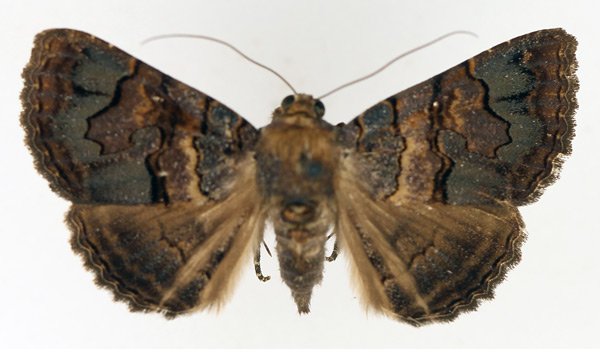 /filer/webapps/moths/media/images/G/globulipes_Lophotavia_AF_TMSA_01.jpg