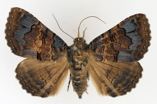 /filer/webapps/moths/media/images/G/globulipes_Lophotavia_AF_TMSA_02.jpg