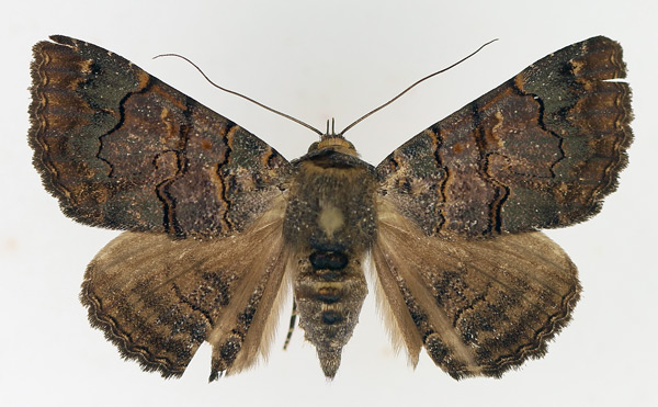 /filer/webapps/moths/media/images/G/globulipes_Lophotavia_AM_TMSA_01.jpg