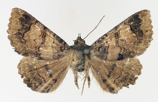 /filer/webapps/moths/media/images/G/globulipes_Lophotavia_AM_TMSA_02.jpg
