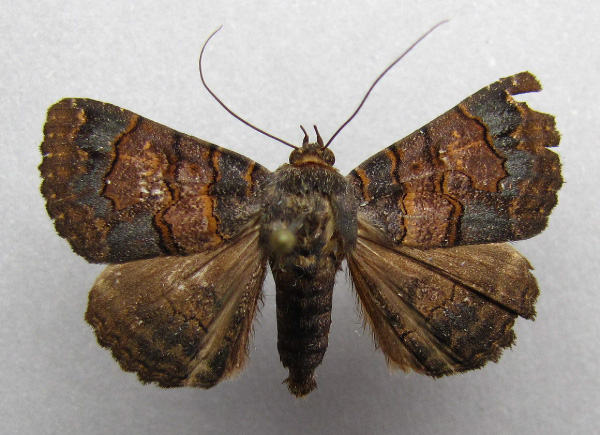 /filer/webapps/moths/media/images/G/globulipes_Lophotavia_A_Baron.jpg