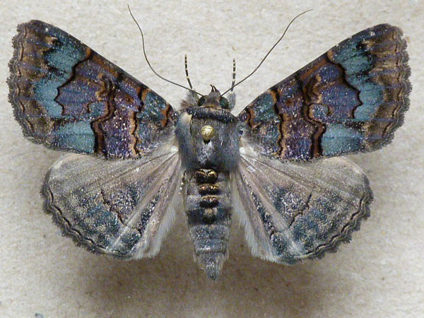 /filer/webapps/moths/media/images/G/globulipes_Lophotavia_A_Butler.jpg