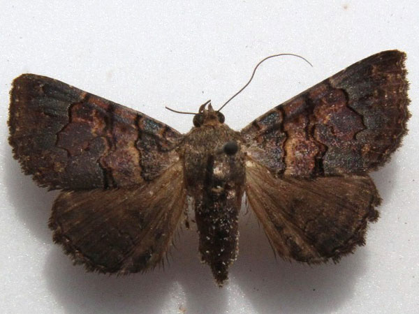 /filer/webapps/moths/media/images/G/globulipes_Lophotavia_A_Goff_02.jpg
