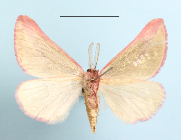 /filer/webapps/moths/media/images/G/gloriola_Drepanogynis_AM_MGCLb_01.JPG