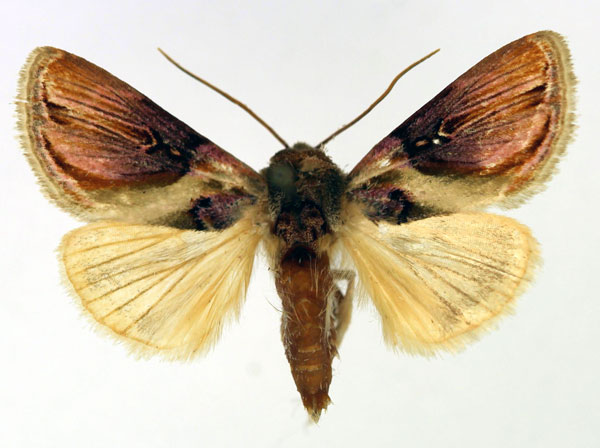 /filer/webapps/moths/media/images/G/gloriosa_Acontia_AM_Aulombard.jpg