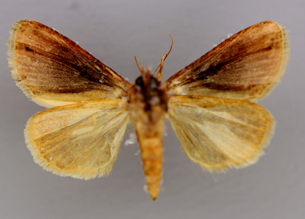 /filer/webapps/moths/media/images/G/gloriosa_Acontia_A_RMCA_02.jpg