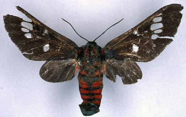 /filer/webapps/moths/media/images/G/gloriosa_Balacra_HT_BMNH_01.jpg