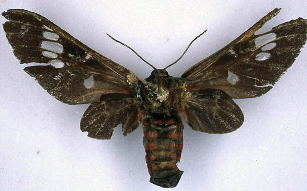 /filer/webapps/moths/media/images/G/gloriosa_Balacra_HT_BMNH_02.jpg