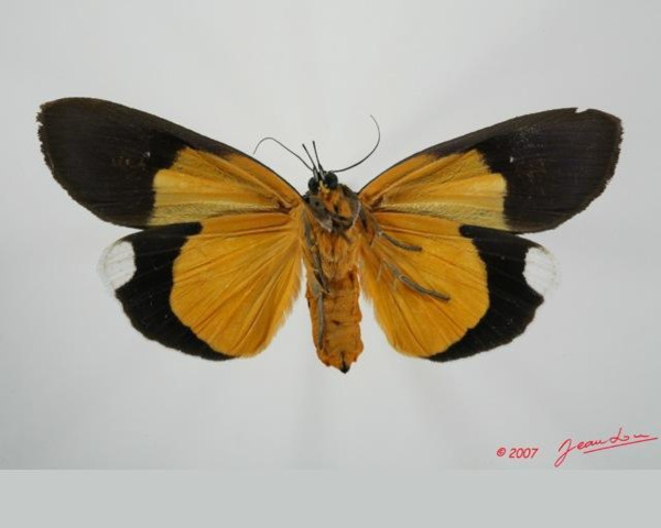 /filer/webapps/moths/media/images/G/gloriosa_Eligma_A_Albertb_01.jpg